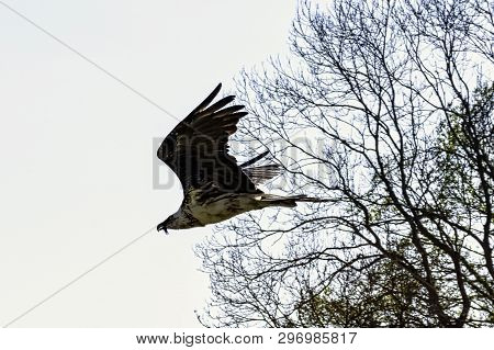 Flying Bearded Vulture (gypaetus Barbatus), Also Known As The Lammergeier Vulture (or Lammergeyer) O