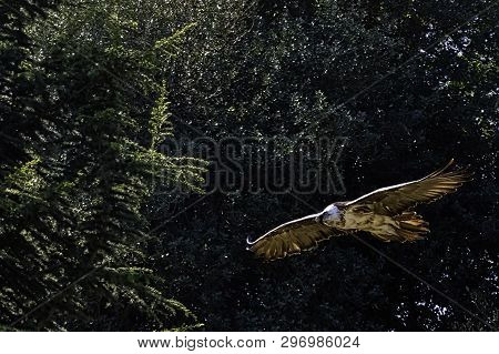 Flying Bearded Vulture (gypaetus Barbatus), Also Known As The Lammergeier Vulture (or Lammergeyer) O