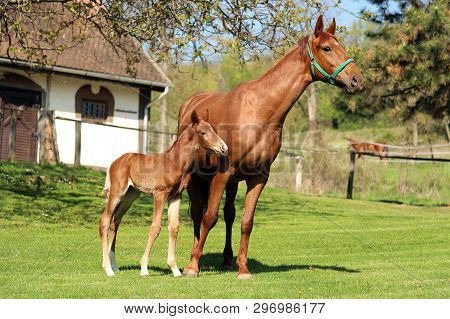 Closeup Photo Of A On Day Old Newborn Gidran Colt At Rural Animal Farm