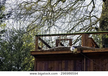 Flying Bearded Vulture (gypaetus Barbatus), Also Known As The Lammergeier Vulture (or Lammergeyer) O