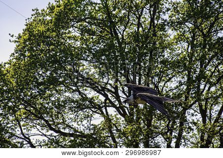 Flying Bearded Vulture (gypaetus Barbatus), Also Known As The Lammergeier Vulture (or Lammergeyer) O