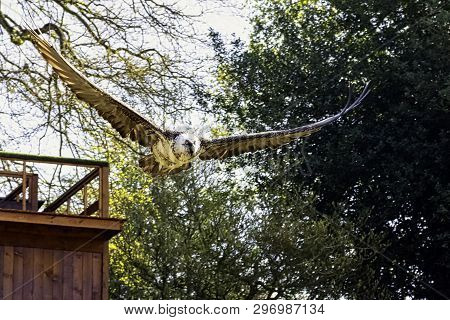 Flying Bearded Vulture (gypaetus Barbatus), Also Known As The Lammergeier Vulture (or Lammergeyer) O