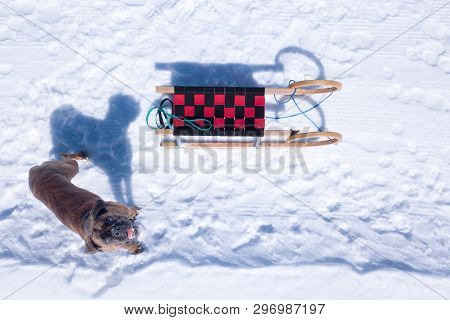 Dog With Carriage Staring At The Sky In Winter Landscape