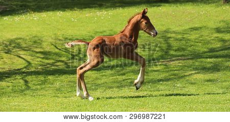 Closeup Photo Of A On Day Old Newborn Gidran Colt At Rural Animal Farm