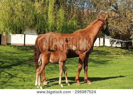 Closeup Photo Of A On Day Old Newborn Gidran Colt At Rural Animal Farm