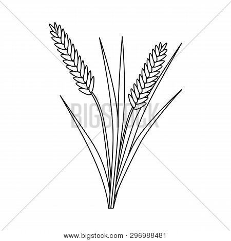 Vector Illustration Of Grain And Rice  Icon. Collection Of Grain And Garden Stock Vector Illustratio