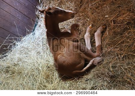 Closeup Photo Of A On Day Old Newborn Gidran Colt At Rural Animal Farm