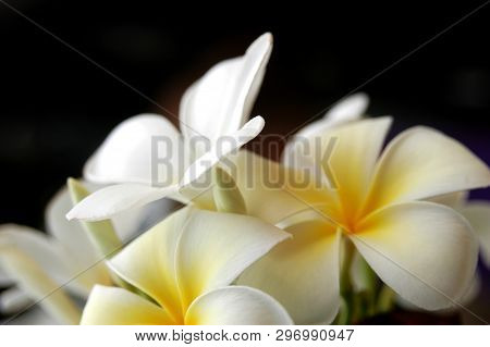 Beautiful Temple Flowers On A Black Background