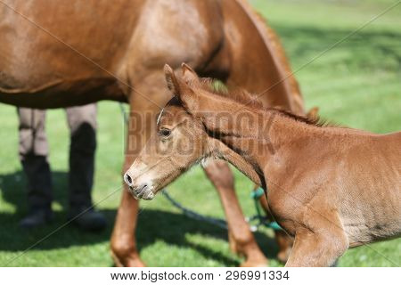 Closeup Photo Of A On Day Old Newborn Gidran Colt At Rural Animal Farm