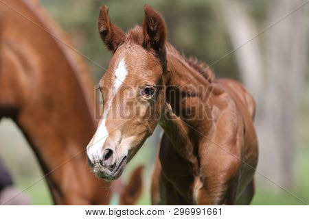 Closeup Photo Of A On Day Old Newborn Gidran Colt At Rural Animal Farm