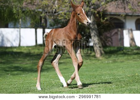 Closeup Photo Of A On Day Old Newborn Gidran Colt At Rural Animal Farm