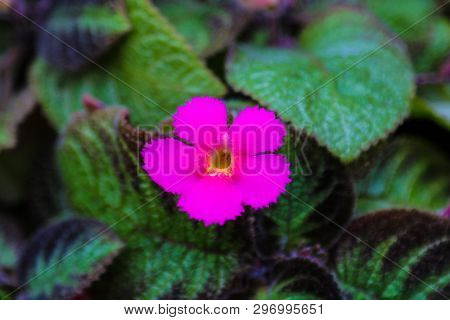 The Red Flowers And Patterned Foliage Of Flame Violet Episcia Cupreata In The Botanic Gardens.