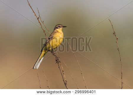 Yellow Wagtail Warble On A Tree Twig