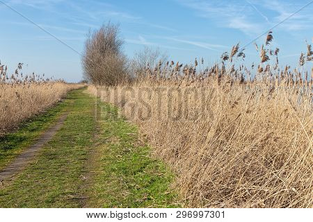Hiking Trail Through Canebrakes Of Dutch National Park Oostvaardersplassen