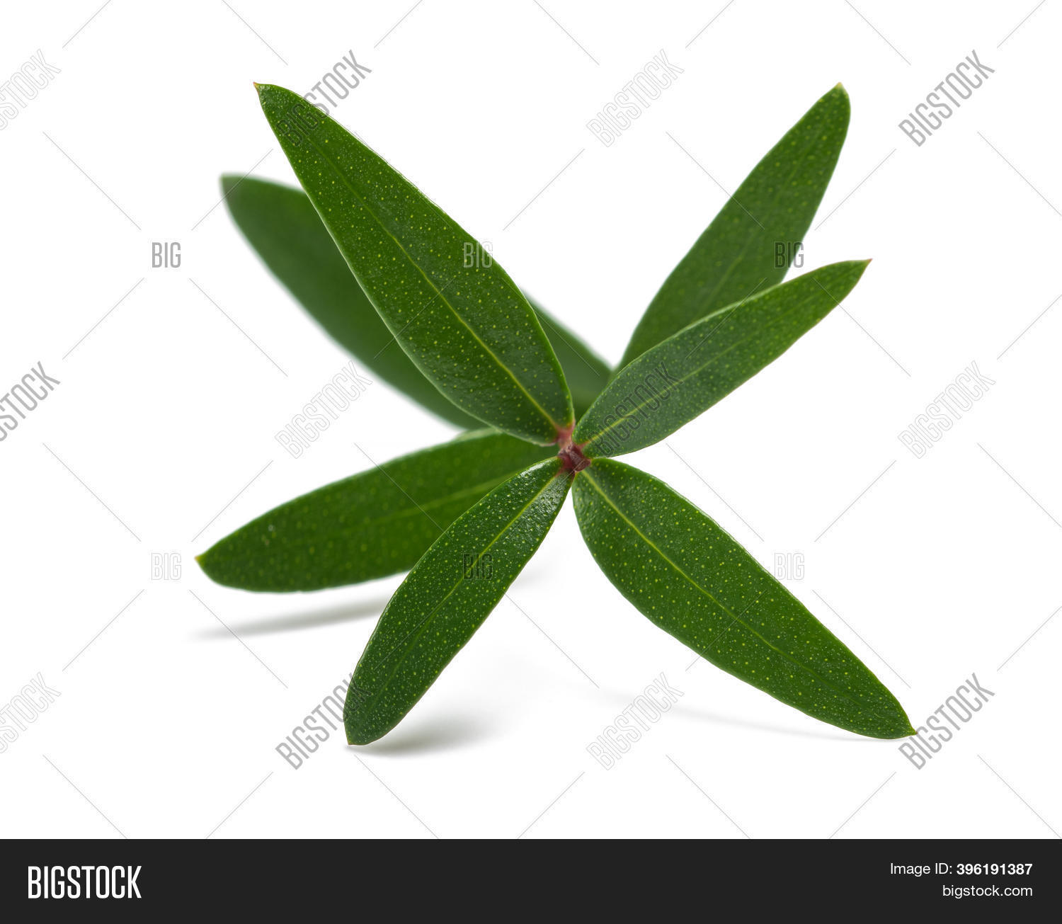 Myrtle Branch Isolated Image & Photo (Free Trial) | Bigstock