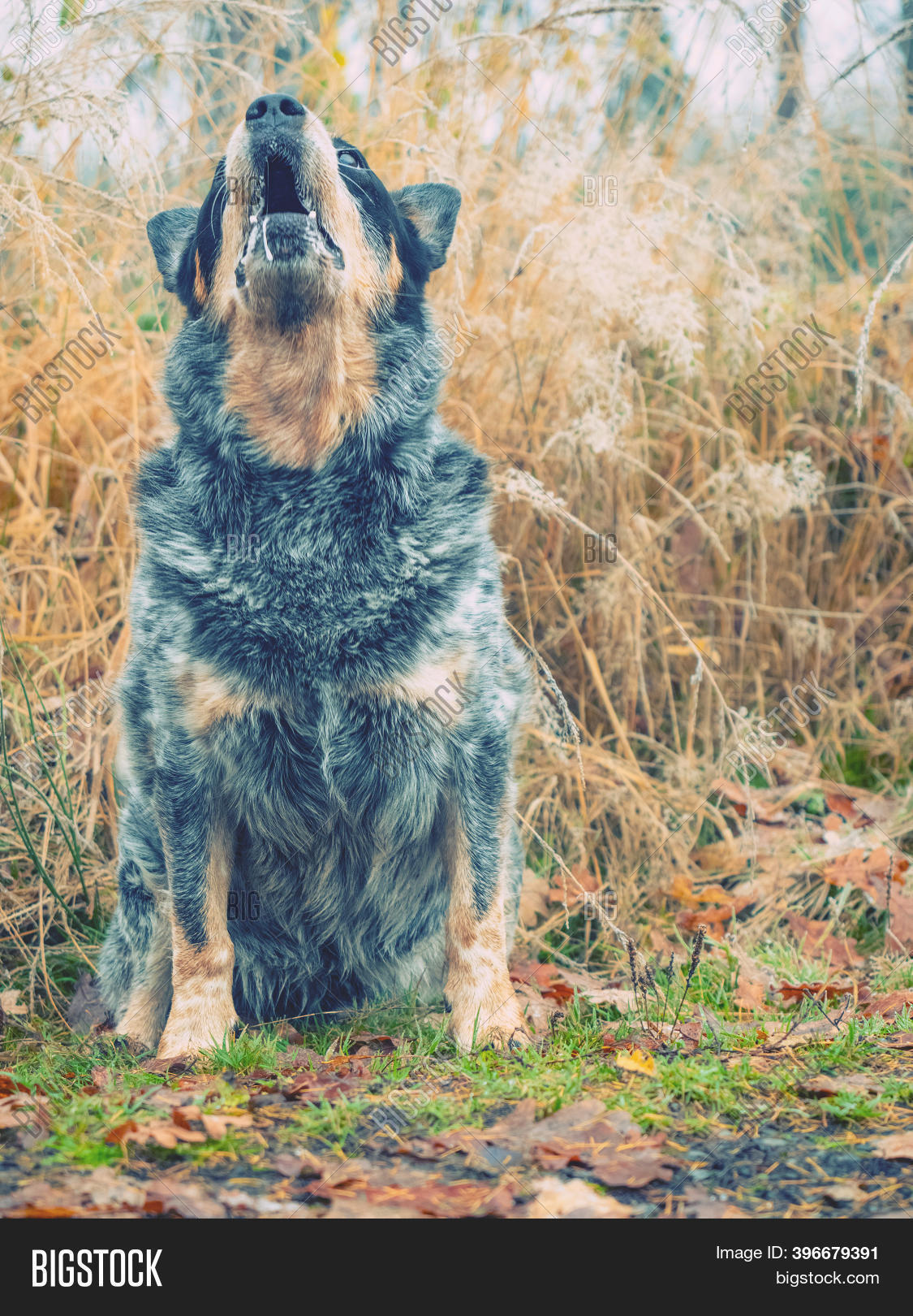 Alerted Gray Dog Barks Image & Photo (Free Trial) Bigstock