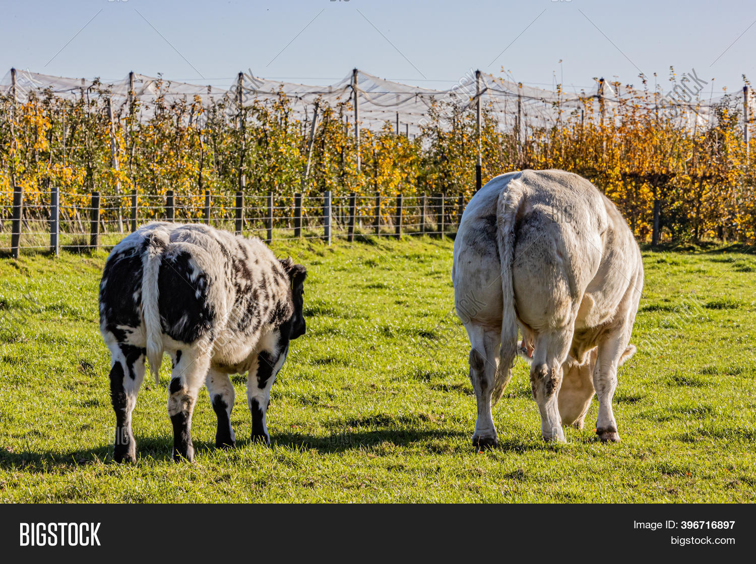 Rear View Dairy Cow Image & Photo (Free Trial) | Bigstock
