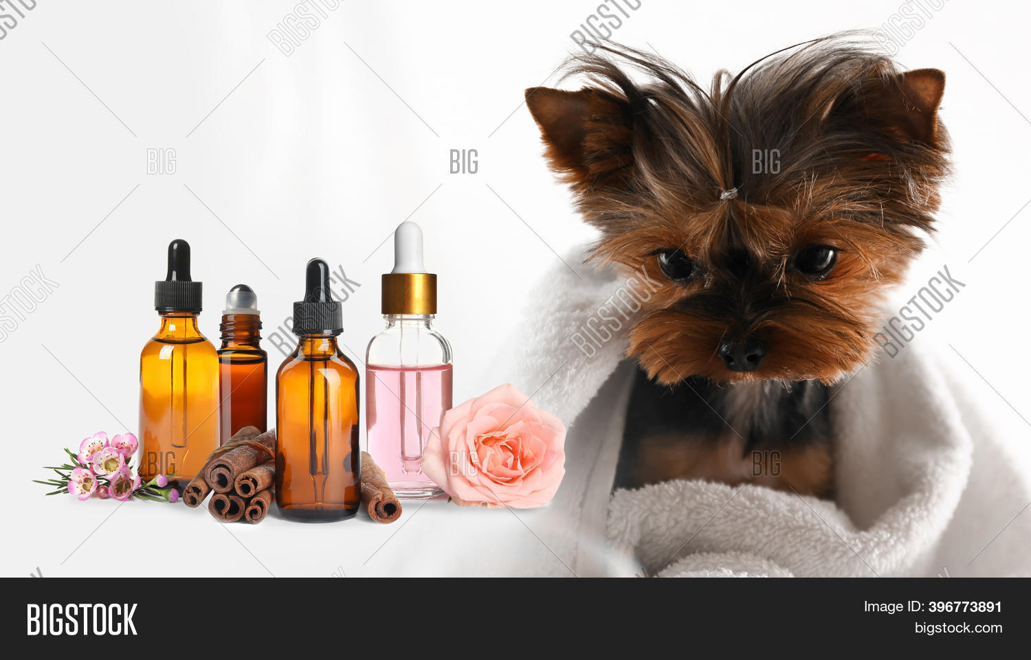 Aromatherapy Animals. Image & Photo (Free Trial) Bigstock