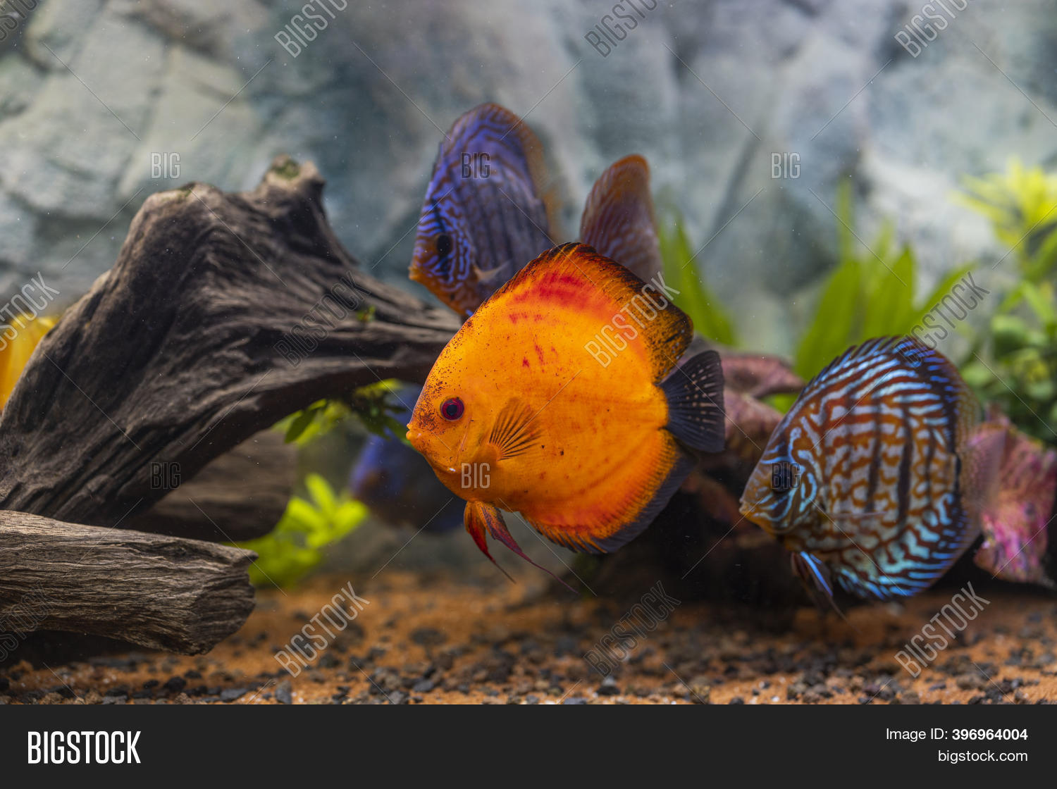 View Discus Fish Image & Photo (Free Trial) Bigstock