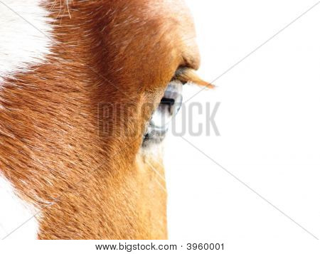 Belgium Horse Eye