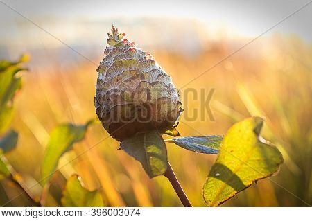 A Willow Gall With A Sunset Background