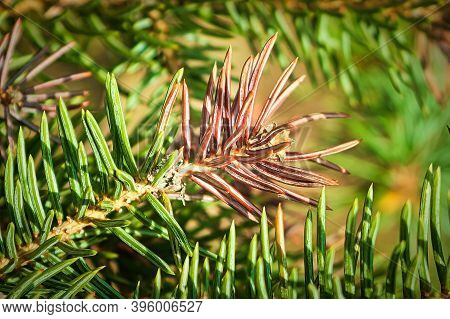 Closeup Of A Tip Of Brown Spruce Tree Tip