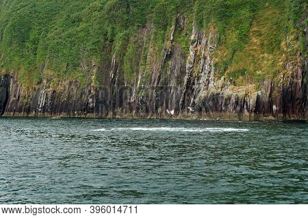 Dolphin Trip In Dingle Bay, Dingle Peninsula, Co. Kerry, Ireland