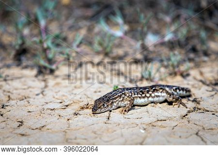 Steppe Runner Lizard Or Eremias Arguta Close On Dry Ground.