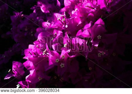 Pink Bougenvilla Background. Flowers Background. Mediterranean Plants.