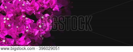 Banner, Free Space. Pink Bougainvillea On Black Background With Copy Space.