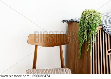 Dischidia plant on a wooden cupboard