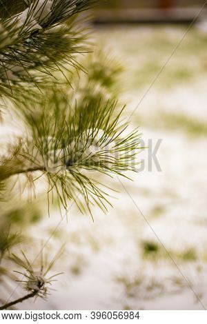 First Snow On A Small Cedar, Cedar Pine, Natural Background