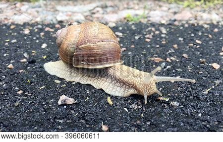 Small Garden Snail In Shell Crawling On Wet Road, Slug Hurry Home. Snail Slug Consist Of Edible Tast
