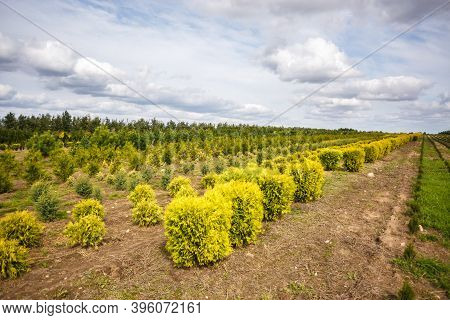 Rows Of Young Conifers In Greenhouse With A Lot Of Plants On Plantation