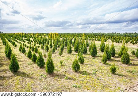 Rows Of Young Conifers In Greenhouse With A Lot Of Plants On Plantation