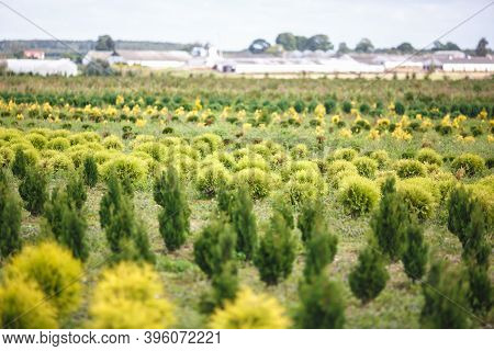 Rows Of Young Conifers In Greenhouse With A Lot Of Plants On Plantation
