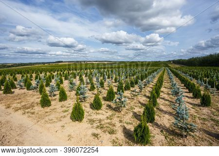 Rows Of Young Conifers In Greenhouse With A Lot Of Plants On Plantation