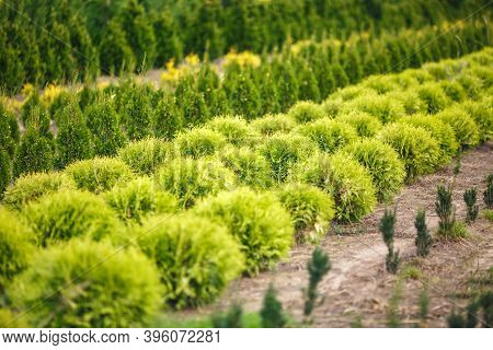 Rows Of Young Conifers In Greenhouse With A Lot Of Plants On Plantation