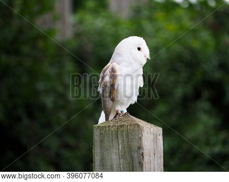 Close Up Of A Cative Barn Owl Sitting On A Post.