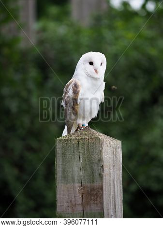 Close Up Of A Cative Barn Owl Sitting On A Post.