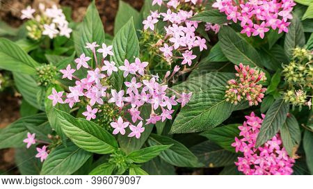 Pink Egyptian Starcluster Flower In A Garden.