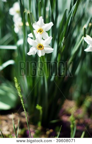 Closeup Of White Daffodil Flowers In The Garden