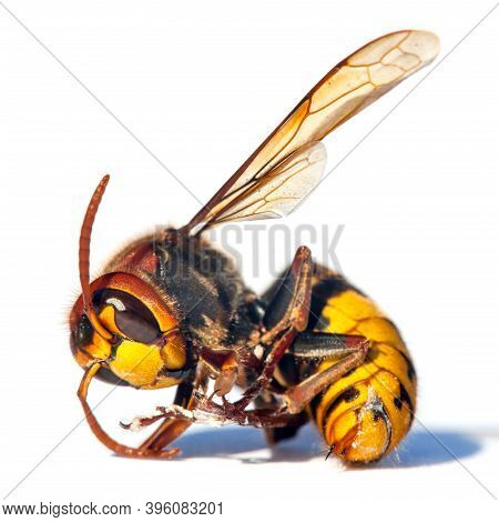 Detail Of European Hornet In Latin Vespa Crabro Isolated On White Background
