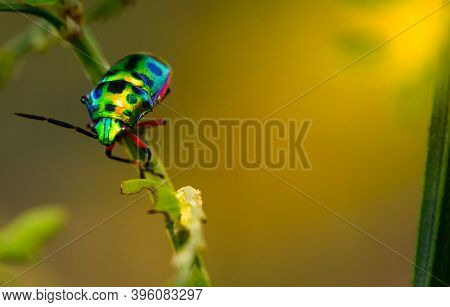 Colorful Of Jewel Beetle Green Lady Bug On Leaf In Nature Background At Thailand, Close Up Green Ins