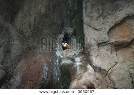 Puffin Ave leerlo es cabeza de en su interior está morando agujero en acantilado