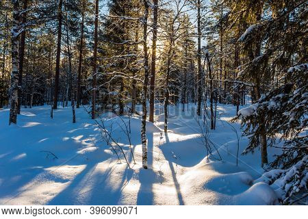 Finland. Lapland. Sunny winter day. Snowy coniferous forest. The concept of active, winter, environmental and photo tourism