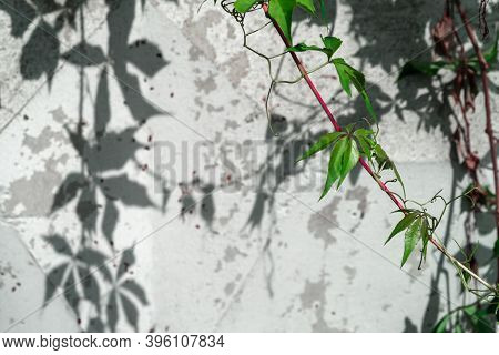 A Creeper Twig On A Sunny Summer Day With A Red Stem And Green Leaves Against A Background Of A Whit