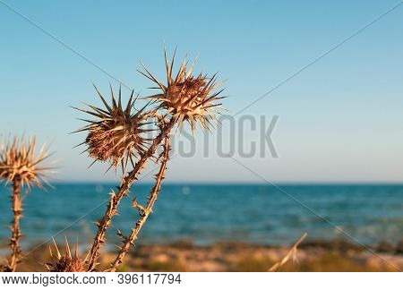 A Closeup Of Dry Thistles In Ayia Napa Coast In Cyprus, Wild Artichoke, Blue Sky And Sea Blurred Bac