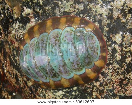 Foderato Chiton Tonicella lineata
