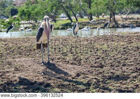 The Maraboustork Bird Animal In Garden At Thailand